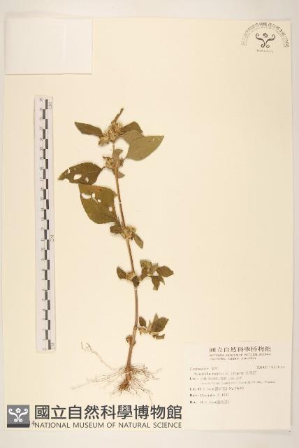 金腰箭藏品圖，第1張