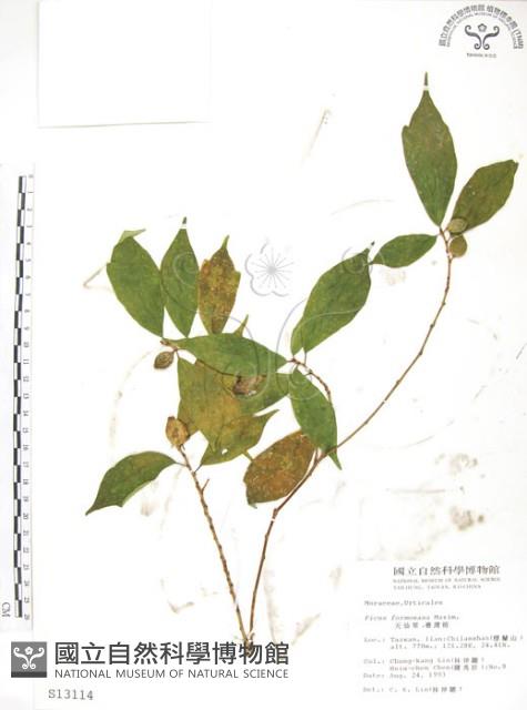 天仙果、臺灣榕藏品圖，第1張