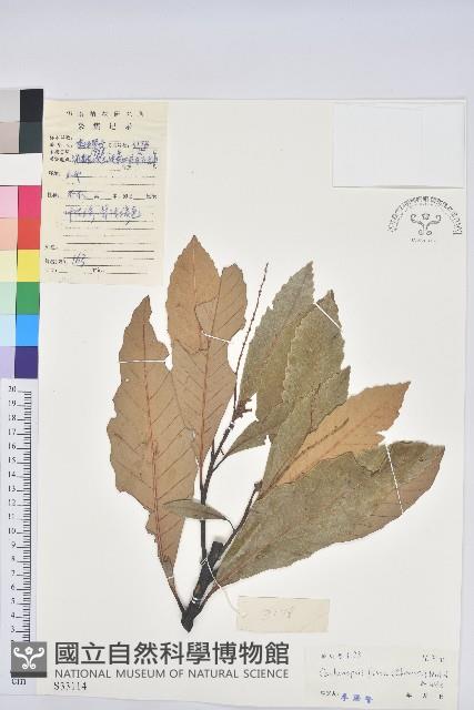 黧蒴栲藏品圖，第1張