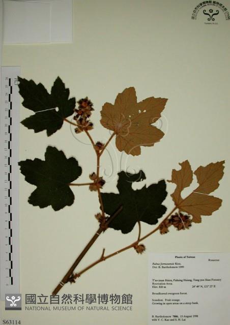 臺灣懸鉤子藏品圖，第1張