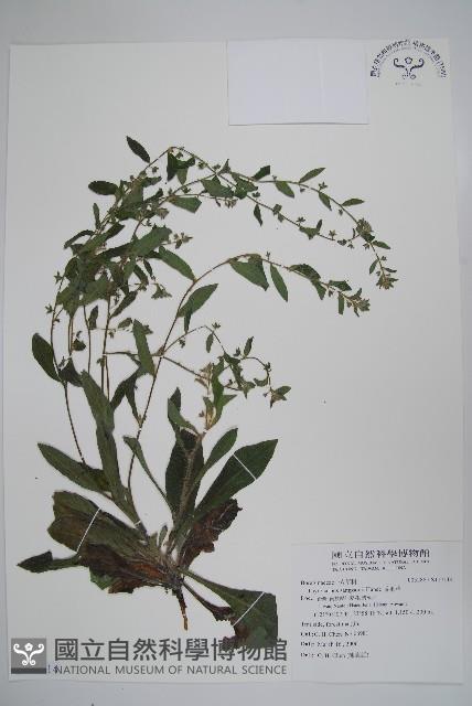 盾果草藏品圖，第1張