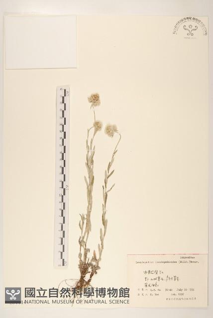 火絨草藏品圖，第1張