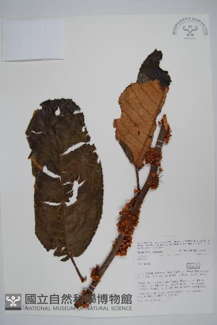 登錄號:S047114藏品圖，第1張