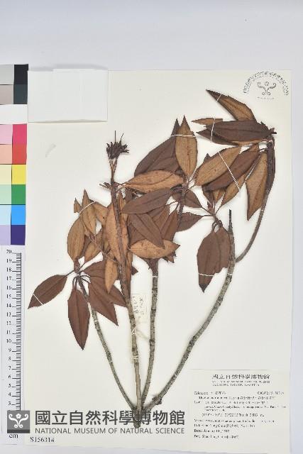 森氏杜鵑、森氏滿江紅藏品圖，第1張