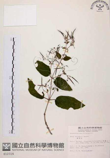 旋莢木藏品圖，第1張