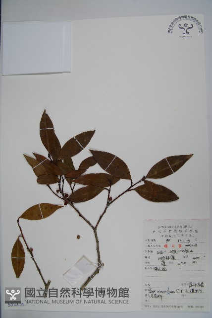 厚葉冬青藏品圖，第1張