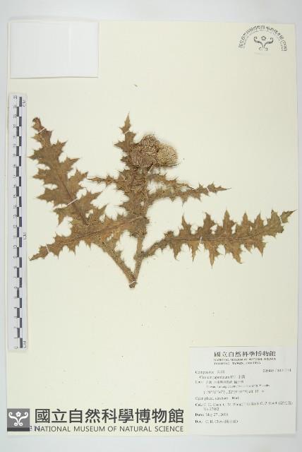 小薊藏品圖，第1張