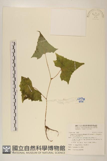 能高蟹甲草藏品圖，第1張