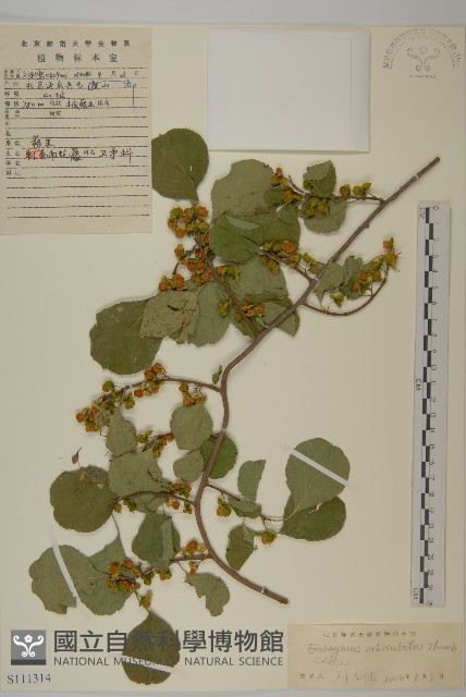 南蛇藤藏品圖，第1張