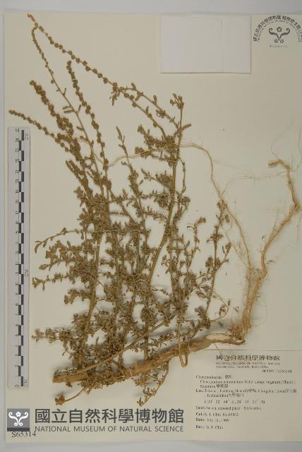 變葉藜藏品圖，第1張