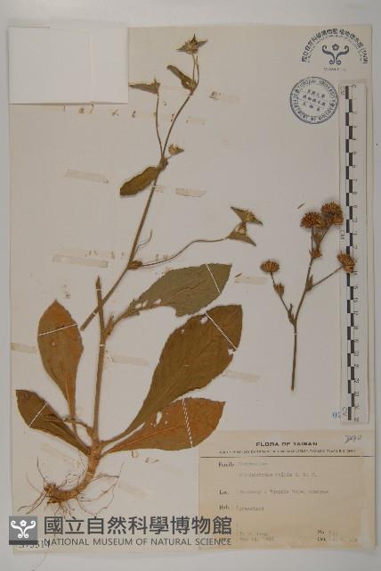 地膽草、毛蓮菜藏品圖，第1張