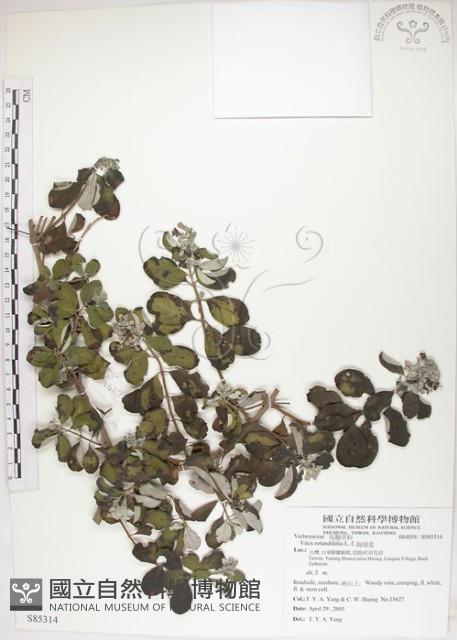 海埔姜藏品圖，第1張