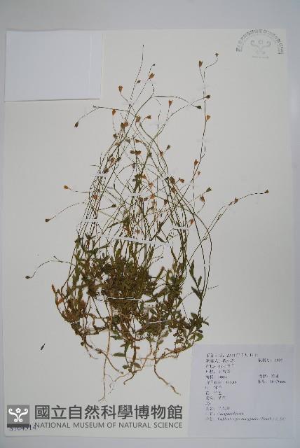 細葉蘭花參藏品圖，第1張