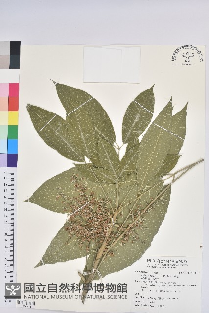 巴西橡膠樹、橡膠樹藏品圖，第1張