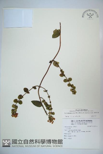 無梗忍冬藏品圖，第1張