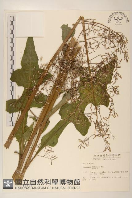 山萵苣藏品圖，第1張