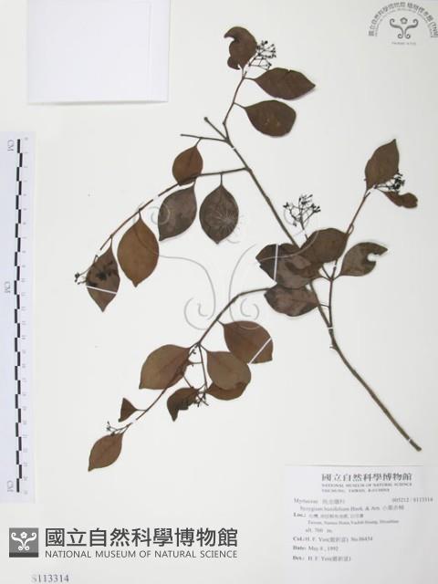 小葉赤楠藏品圖，第1張