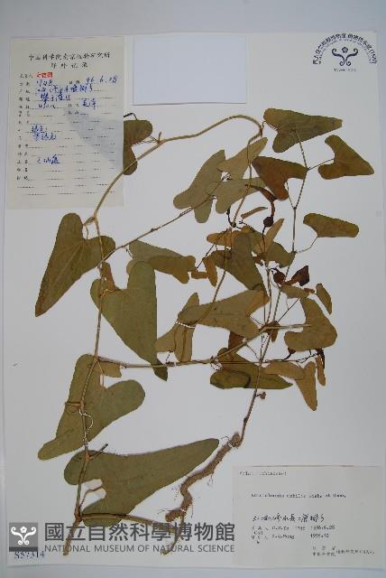 馬兜鈴藏品圖，第1張