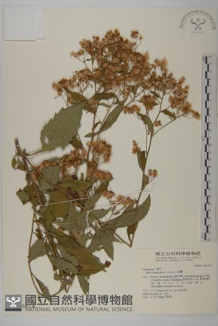 山白蘭藏品圖，第1張