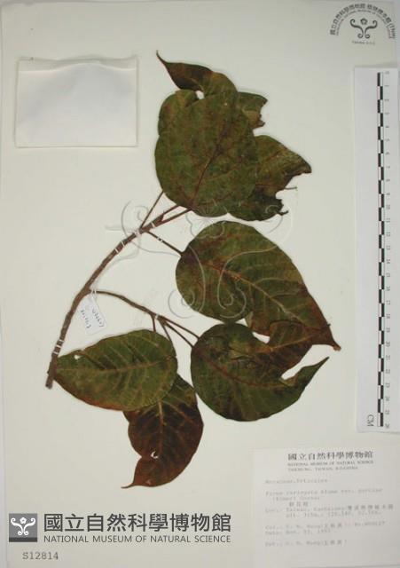 幹花榕藏品圖，第1張