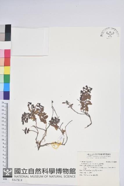 高山白珠樹藏品圖，第1張