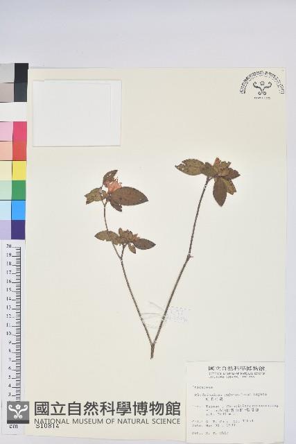 紅毛杜鵑藏品圖，第1張