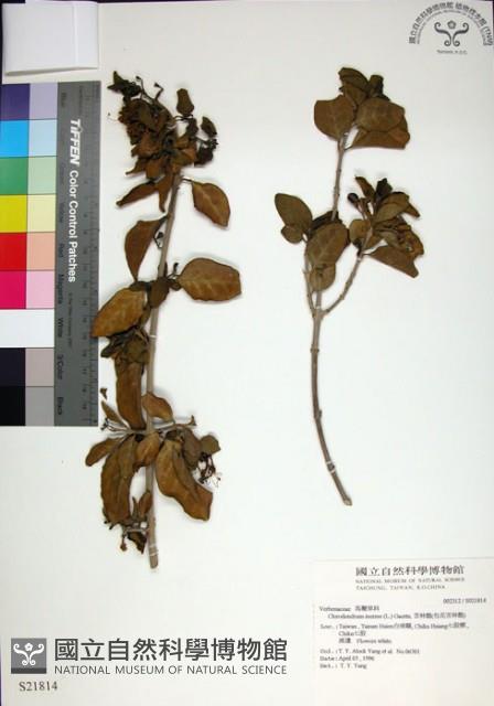 苦林盤藏品圖，第1張