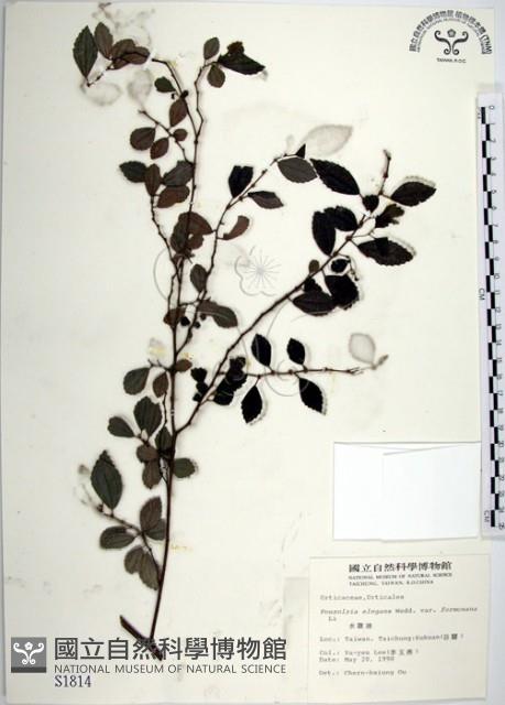 水雞油藏品圖，第1張