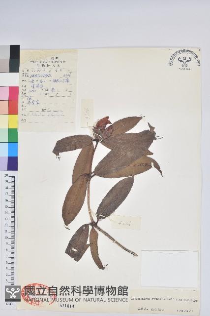 長蒴杜鵑藏品圖，第1張