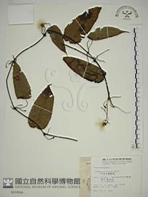 亨利氏鐵線蓮藏品圖，第1張