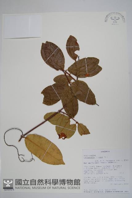 卷枝藤藏品圖，第1張