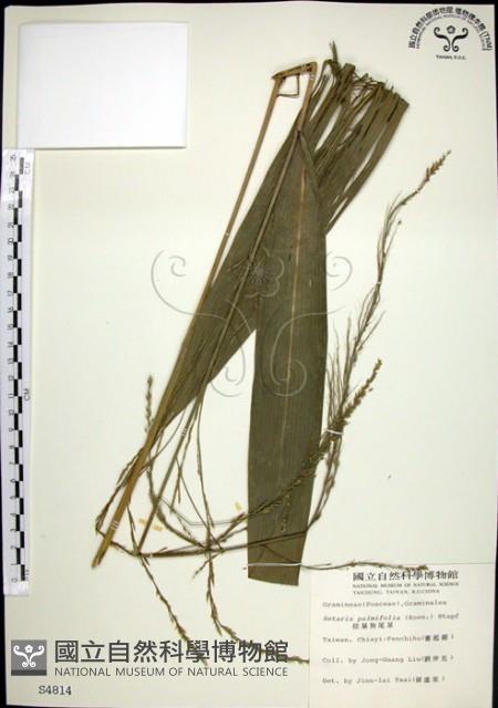 棕葉狗尾草藏品圖，第1張