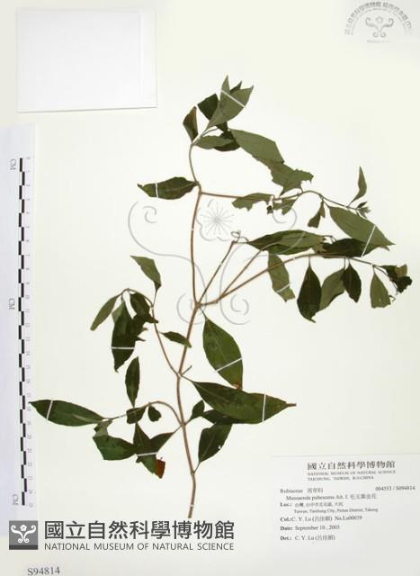 毛玉葉金花藏品圖，第1張