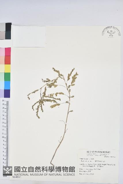 葉下珠、珠仔草藏品圖，第1張