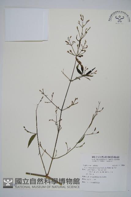 槍刀菜藏品圖，第1張