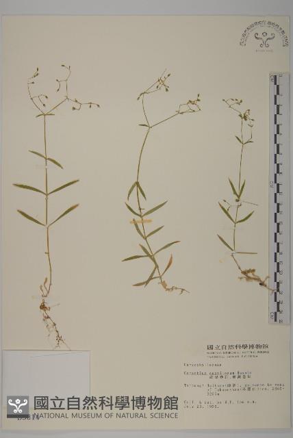 細葉卷耳藏品圖，第1張