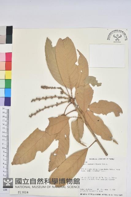 大葉石櫟、大葉校栗藏品圖，第1張