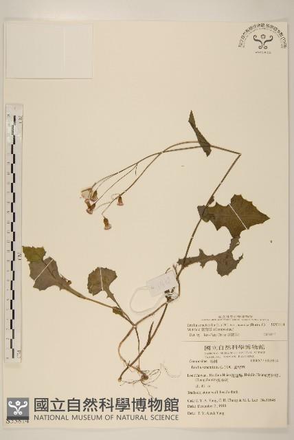 紫背草藏品圖，第1張