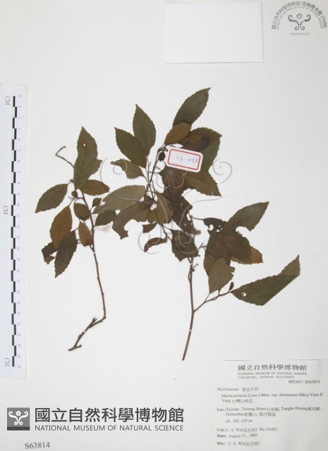 台灣山桂花藏品圖，第1張