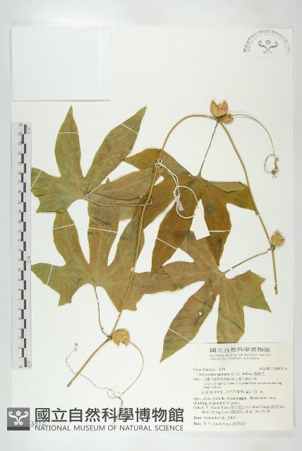 雙輪瓜藏品圖，第1張