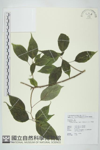 青莢葉藏品圖，第1張