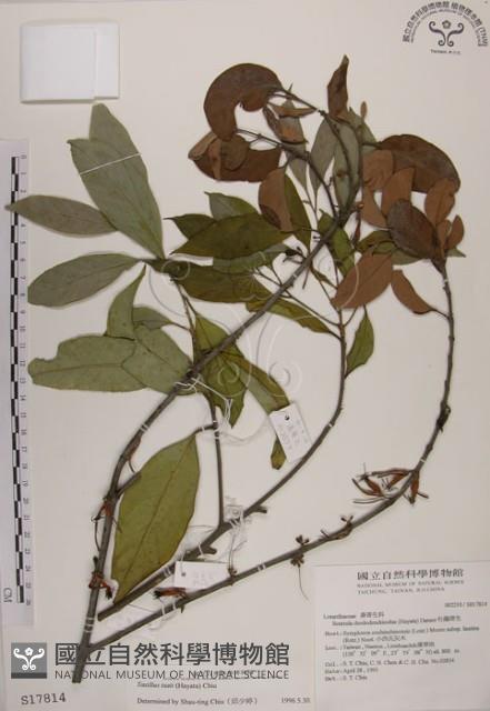 蓮華池桑寄生藏品圖，第1張