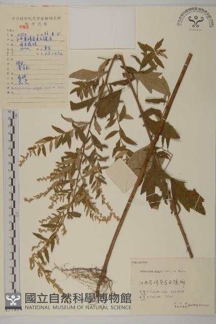 艾蒿藏品圖，第1張