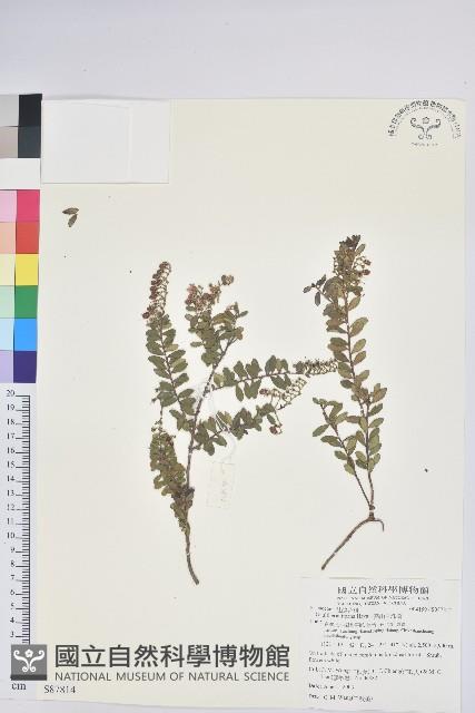 高山白珠樹藏品圖，第1張