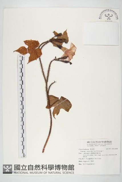 巴西牽牛藏品圖，第1張