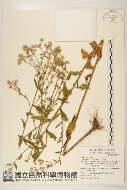 白頂飛蓬藏品圖，第1張
