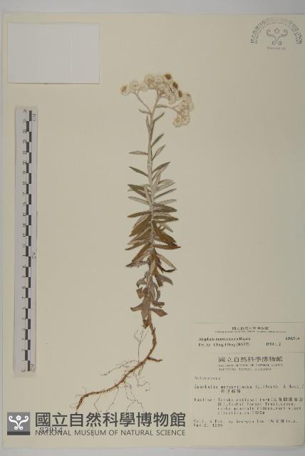 玉山抱莖籟簫藏品圖，第1張