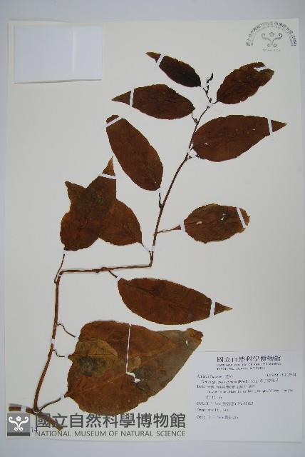 多子漿果莧藏品圖，第1張