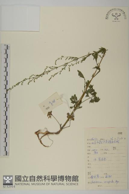 南牡蒿藏品圖，第1張