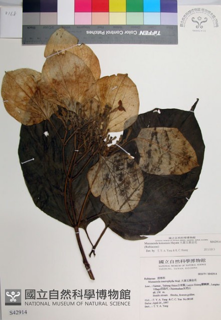 大葉玉葉金花藏品圖，第1張